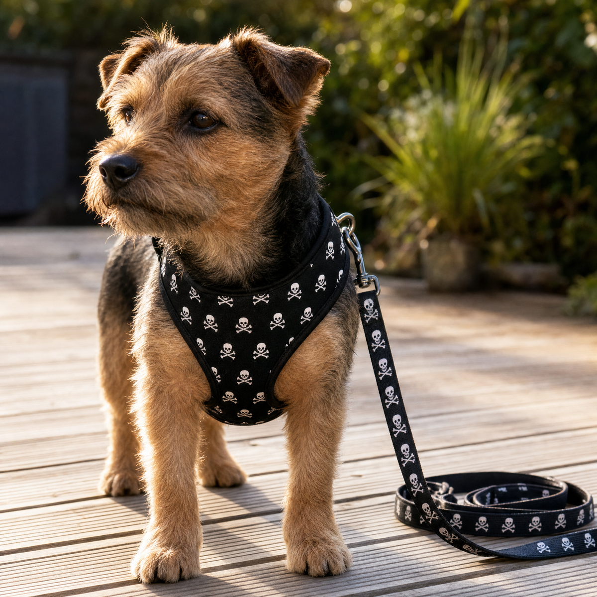 Small dog wearing the skull print adjustable harness