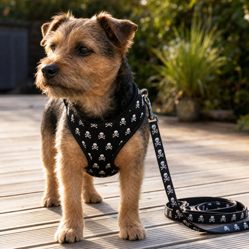 Small dog wearing the skull print adjustable harness