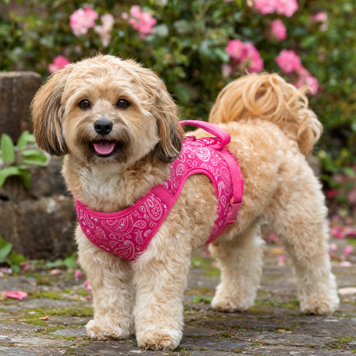 Small dog wearing the pink bandana print harness