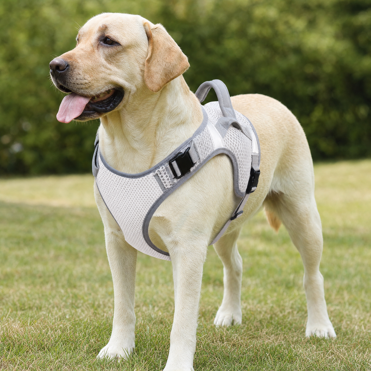 Dog wearing the white cooling mesh harness on grass